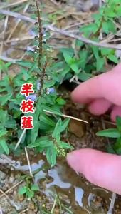 Scutellaria Baicalensis Potted Plant Korean Pennant Grass Mountain Whip Grass Toothbrush Grass Easy-to-Grow for Courtyard and Balcony