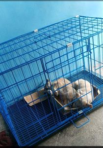 DOG CAGE XL (FOLDABLE)