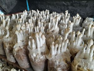 เห็ดโคนน้อย 10 ก้อน พร้อมคู่มือการเพาะ