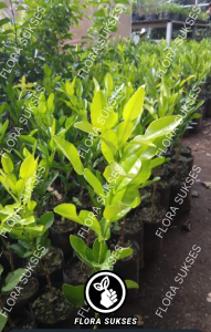 Bibit Tanaman Buah Jeruk Purut