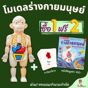 Model ร่างกายมนุษย์ 💓ฟรี! หนังสือ+การ์ด ของเล่นแนววิทยาศาสตร์ โมเดล human body ระบบร่างกายมนุษย์ KidMaster