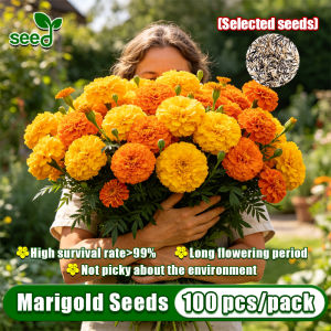 [Selected Seeds] 100pcs/pack Mixed French Marigold Seeds for Planting & Gardening (High Germination) French Marigold Tagetes Patula Flower Seeds French Marigold Plant Potted Seeds Indoor Flowering Plants Seeds Garden Balcony Bonsai Marigold Live Plants