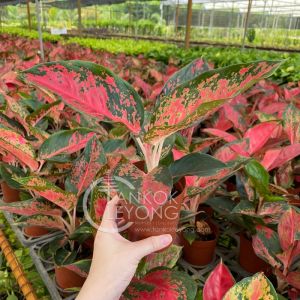 TKL - Aglaonema Widuri Red Peacock 红嫣然粗肋草