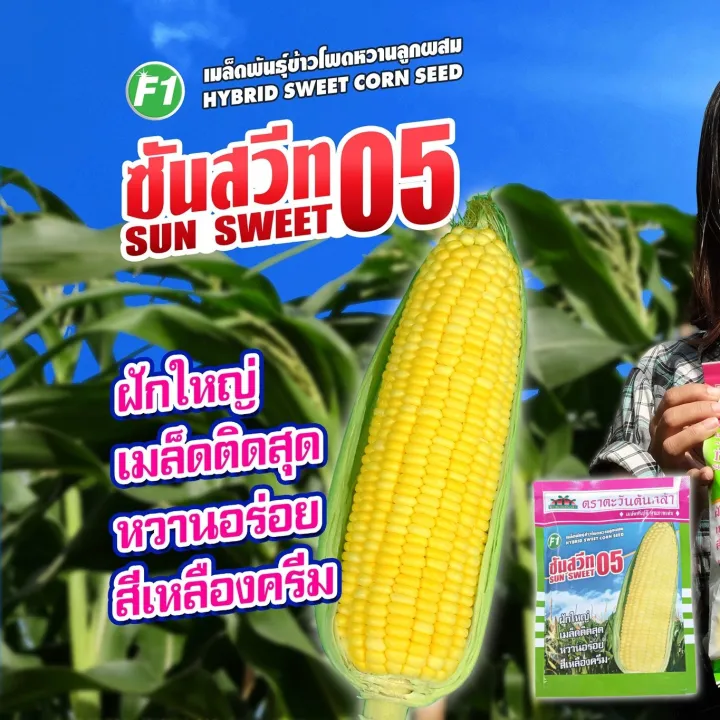 เมล็ดพันธุ์ข้าวโพดหวาน ซันสวีท05 F1 ตราตะวันต้นกล้า
