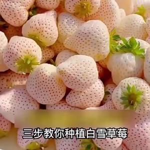 Creamy Strawberry Red and White Strawberry Fruit and Vegetable Creamy White Strawberry