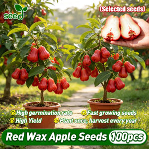 [Selected Seeds] 100pcs/pack Fresh Red Wax Apple Seeds for Planting (Fast Growing) Bonsai Wax Apple Fruit Bearing Trees in Pots Makopa Wax Apple Plant Tropical Fruit Seeds Syzygium Samarangens Java Apple Fruit Tree Live Plants Potted Wax Apple Seedlings