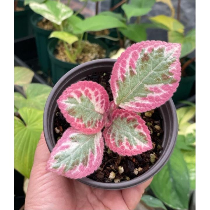 Tanaman bunga episcia pink cleopatra / episia ping kleopatra / episcia daun pink unik