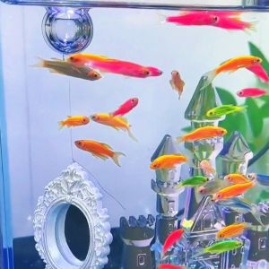 OUTOPEN Retro Style Betta Fish Training Mirror Decorative Engraving Aquarium Betta Mirror Fish Tank Accessories Mini Fish Teaser Toy Betta Fish Training
