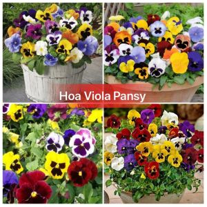 Hạt Giống Hoa Pansi Cánh Bướm mix màu Gói 50 Hạt - Làm Vườn