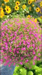 ยิปโซฟิล่า หญ้าที่เบ่งบานในสี่ฤดูกาล ง่ายต่อการปลูก ง่ายต่อการขยาย ดอกไม้ในกระถางสำหรับระเบียงและสนามหญ้า