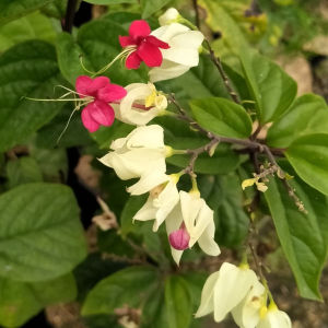 Exquisite Clerodendrum Unleash The Beauty of Bleeding Heart Vine