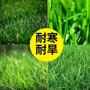 （爆款种子）混播百慕大草籽矮生四季青狗牙根护坡高羊茅早熟禾多年生黑麦草种