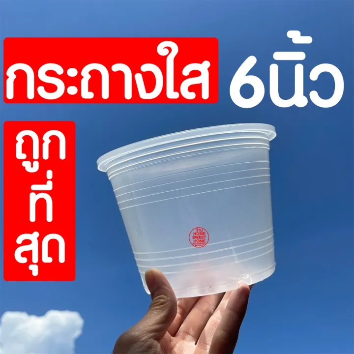 กระถางพลาสติกใส ขนาด 6 นิ้ว สำหรับส่องราก