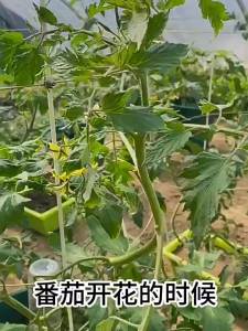 番茄西红柿专用点花喷花授粉座果保花保果防落果增产防裂坐果剂