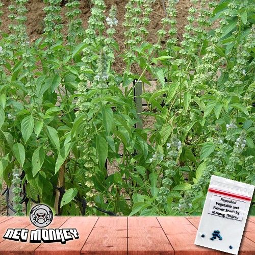 50 Seeds buy 2 get 1 free Lemon Basil Herb Sangig for Sale Easy