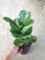 Cây Bàng Singapore - Cây cảnh sân vườn. 