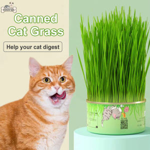 Canned Soilless Cat Grass Kit Organic Cat Grass Seeds Plant Set Cat Green Snack Treats Nature Wheat Plant Soilless Cat Treats Prevent Hairballs and Aid Digestion