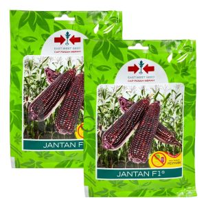 Benih Jagung Pulut JANTAN F1 Isi 200 Butir Cap Panah Merah