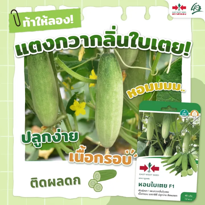 🥒 6 อันดับ เมล็ดแตงกวา ศรแดง ยอดนิยม ปลูกง่าย ผลดก อัปเดตปี 2026