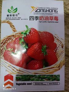 Four-season red cream strawberry potted plant white fruit four-season vegetables spring season