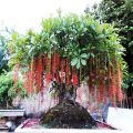 Cây Lộc Vừng - cây cảnh trong nhà. 