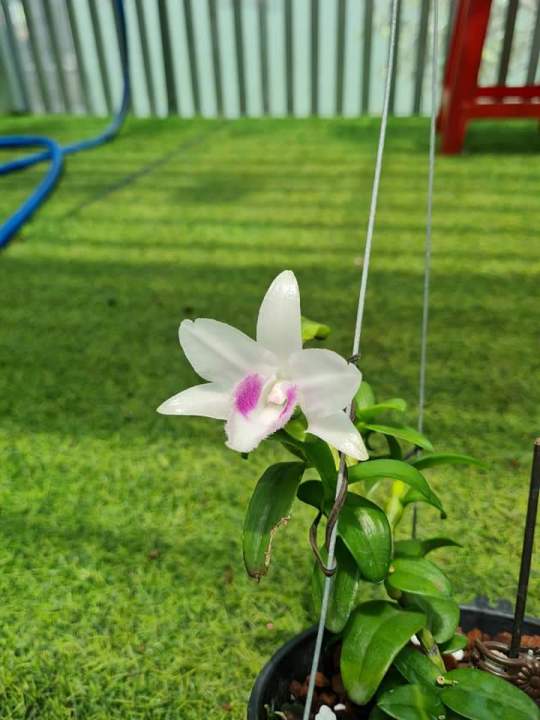 5ct%20ho%20gieo%20h%E1%BA%A1t%207-8%20cm%20-%20Image%202