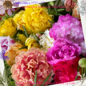 1 Ký Cành Giống Hoa Mười Giờ SONG HỶ Thái Kép Cành Tơ Siêu Khỏe Ra Rễ Sau 3 Ngày 377 Click 24 Giờ