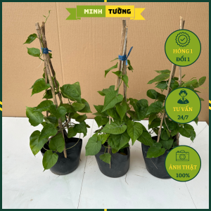 Cây Thiên Lý Dây Hoa Thiên Lý - Cây Cảnh Sân Vườn Cây Bán Nông Nghiệp