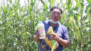 ชัวร์ไคโตพลัส ขวดใหญ่ 1000cc 4 ขวด พืชเติบโตสมบูรณ์ ฟื้นต้นโทรม เขียวทนเขียวนาน ป้องกันโรคพืชแมลง เพิ่มผลผลิตเท่าตัว!