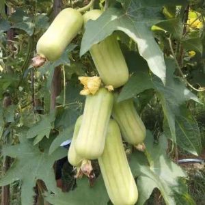 Biji Benih Petola Bulat Putih (10 Seeds)/白玉丝瓜籽/White Luffa Seeds