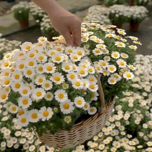 White Crystal Chrysanthemum Flower Seeds Easy To Grow Herb Seeds for Planting High Yield Suitable for Novice Growers Plant Seeds for Year-round Balcony Potted Plants Seed and Small Courtyard Plant Cultivation Seeds High-yielding Seeds 100% Original Seeds