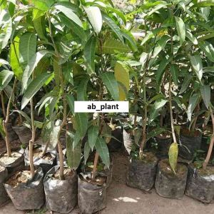 Bibit Mangga Irwin Hasil Okulasi Tinggi 1 Meter