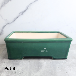 The Leaferie Bonsai Pot / Tray (Series 61)  Rectangular Rectangle Plant pot Ceramic Flowerpot Flower pots