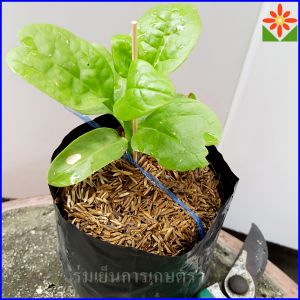 ผักปลังเขียว ถุงเพาะ 5.5นิ้ว. ผักปลัง ปลังเขียว