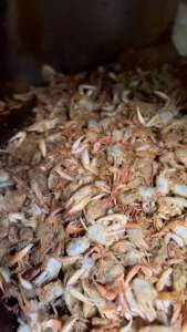 CEMILAN KEPITING CRAB KRISPI 1KG KERIPIK KRIUKZZ| CRAB PEDAS DAUN JERUK | RAJUNGAN KRISPY | CRAB SEAFOOD