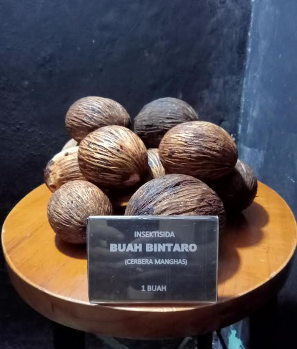 BUAH BINTARO (1KG)
