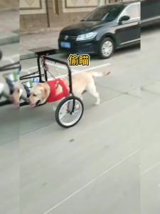 Tricycle Bike Elderly Tricycle Elderly Pedal Tricycle Bicycle 16