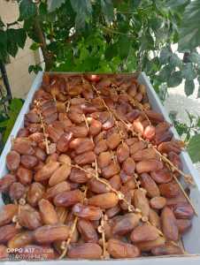 Kurma Tunisia Palm 5 kg - Deglet Nour