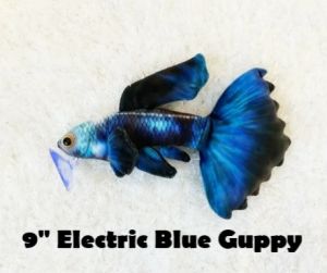 Electric Blue Guppy - Plushies Soft Toy from Original Green Pleco (US Brand) Fish Aquarium Collectibles (9 inch)