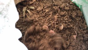 ขีวัวแห้ง 10 กก. ใช้ผสมกับดินปลูก ไม่มีโซดาไฟ