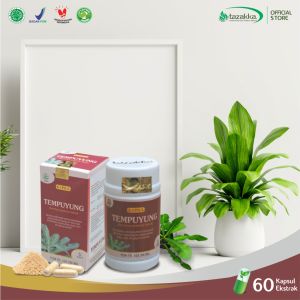 Kapsul Tempuyung Obat Batu Ginjal Herbal Infeksi Saluran Kemih