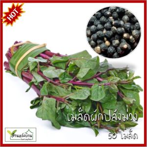 50 เมล็ด ผักปลังแดง เมล็ดผักปลัง ผักปลัง เมล็ดผักปลัง เมล็ดผักปลังแดง เมล็ดผักปลังม่วง ผักปลังแดง ผักปรัง เมล็ดผักปรัง