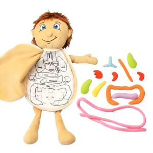 สื่อการสอน ตุ๊กตาเด็ก เรียนรู้เกี่ยวกับ อวัยวะภายในร่างกาย