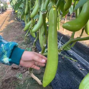 Eggplant Collection Purple Long Eggplant Green Jar Eggplant White Dragon Long Eggplant BBQ Eggplant Round Eggplant Bamboo Silk Eggplant Spring Sowing Wholesale