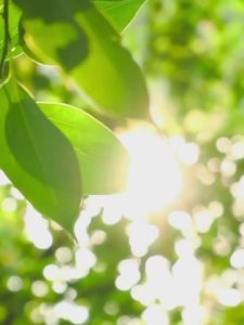 Summer Sunscreen Mask Female Outdoor Cycling Golf Ice Silk Veil Thin Style Face Protection Face Towel Face Gini夏季防晒面罩 女式 户外骑行 高尔夫 冰丝面纱 薄款 面部防护 面巾 面罩。。。