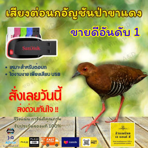 Flash Drive เสียงต่อ นกอัญชันป่าขาแดง – คมชัด 6 ชั่วโมง ไม่มีโฆษณา | ส่งด่วน Flash Express | เก็บเงินปลายทาง