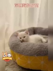 【Free pillow】Dog Bed Cat Washable Cotton Cushion Sleeping Bed Dog Bed Washable Large Dog Bed