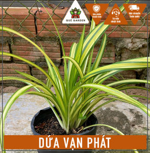 Cây Dứa Vạn Phát - Chậu xum xuê - Phù hợp ban công sân vườn!