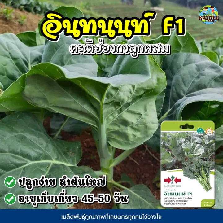 รวม 8 สุดยอดเมล็ดพันธุ์ผักสวนครัวและไม้ดอก ปลูกง่าย ให้ผลผลิตดี อัปเดตปี 2025