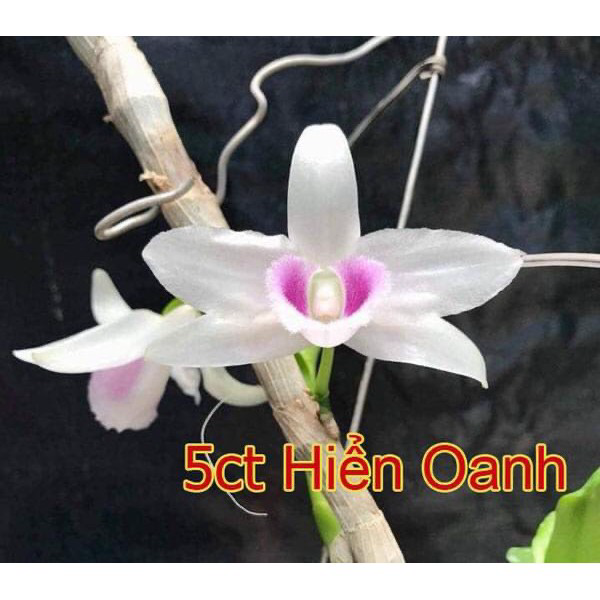 Lan%20phi%20%C4%91i%E1%BB%87p%205%20c%C3%A1nh%20tr%E1%BA%AFng%20HO%20%C6%B0%C6%A1m%20kie%20-%20Image%204